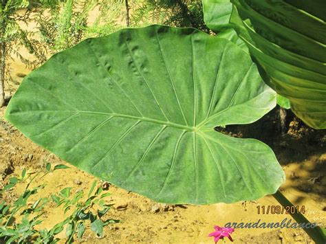 Arbustosensevilla Encinarosa Oreja De Elefante Colocasia Esculenta