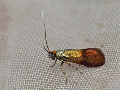 Adelidae, Antennmalar(översikt)