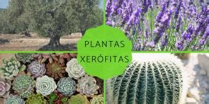 Plantas Cript Gamas Qu Son Caracter Sticas Y Ejemplos Gu A Completa