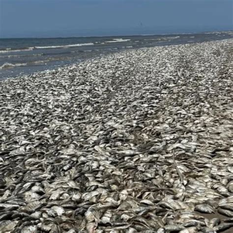 Aparecieron Miles De Peces Muertos En La Costa Del Golfo En Texas