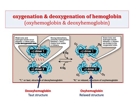 PPT Hemoglobin Structure Function PowerPoint Presentation Free