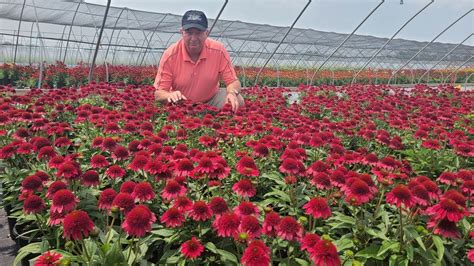 Echinacea Sunny Days Ruby Coneflower Magnificent Bushy Free