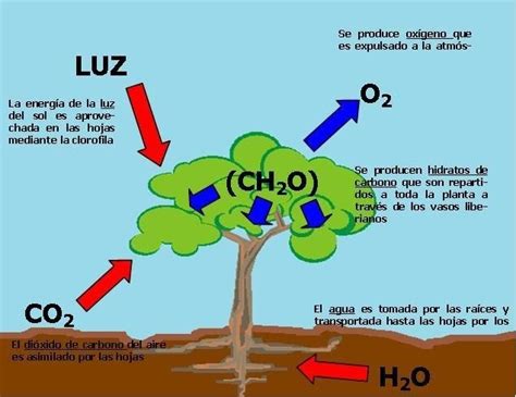 Nutrici N Aut Trofa Como Se Nutre Qu Es Importancia Plantas