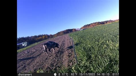 Schwein Baut Zaun Ab Und L Sst Freunde Frei Youtube