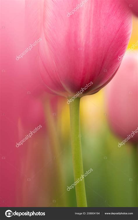 Aquarell Rosa Tulpenblüte Nahaufnahme Mit Seichtem Fokus Sanftem Licht