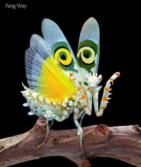 Photographer Takes Amusing Close-Ups of Extraordinarily Strange Praying ...