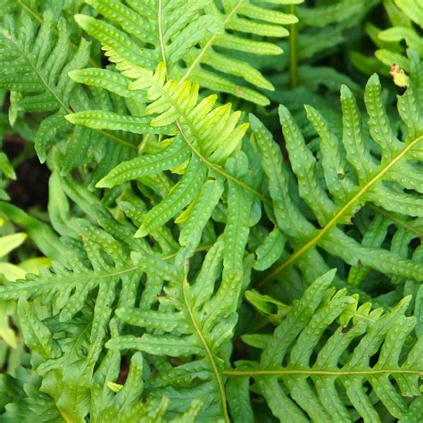 Polypodium Whitley Giant Variété de fougère à frondes larges