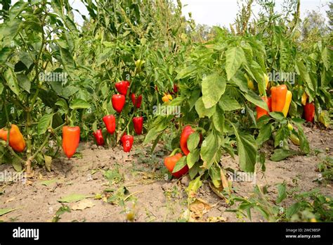 Planting Growing And Harvesting Sweet Bell Pepper Plant Stock Photo