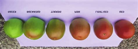 ­ Standard tomato ripening color chart. | Download Scientific Diagram