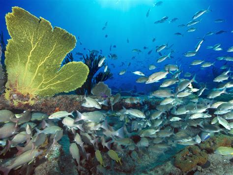 Fondos De Pantalla Mar Pescado Submarino Arrecife De Coral