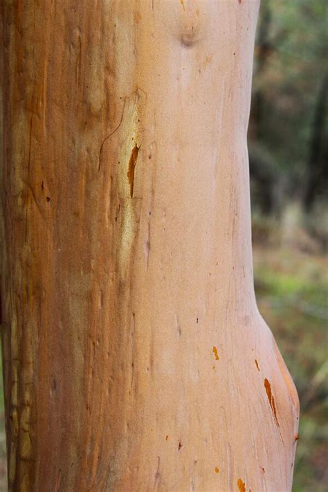 Madrone Tree Trunk Photograph By Kerstin Epifanio Fine Art America