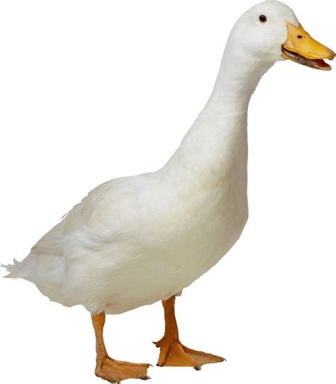 White Duck | Duck photo, Pet ducks, Animal photography