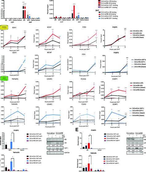 AR and E2F1 binding at co-occupied sites is codependent. A, AR and E2F1 ... 