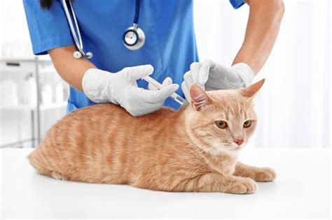 Ketahui Jenis Vaksin Kucing Untuk Peliharaanmu Alodokter