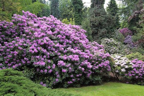 Australian Grow Guide Rhododendron Ultimate Backyard