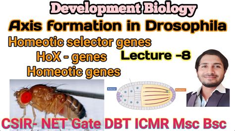 Axis Formation In Drosophila L 8 Homeotic Selector Genes Or Hox Genes