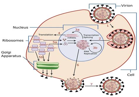 Replication Of Virus How Do Viruses Reproduce Virology Notes