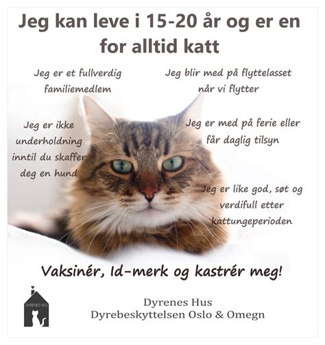 Fakta Om Katter Dyrebeskyttelsen Oslo Omegn Dyrenes Hus