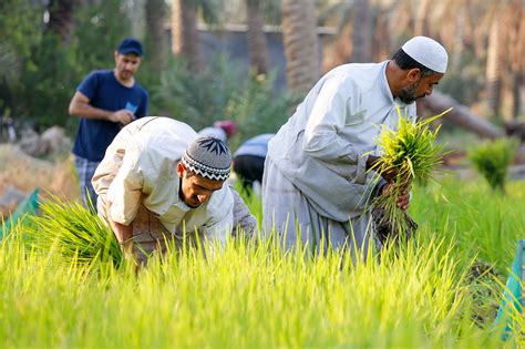 ”الرز الحساوي الأحمر” الأغلى سعراً على مستوى العالم اقتصاد وأسواق