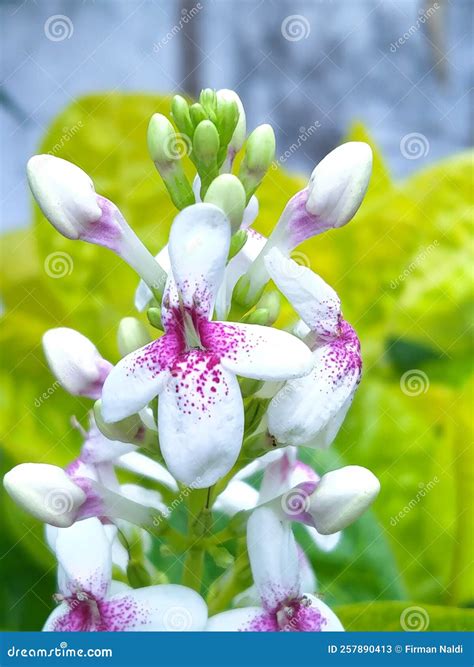 Beautifully Pseuderanthemum Reticulatum Flowers Stock Image Image Of