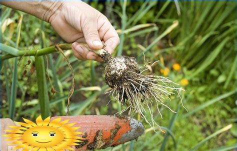 Comment Faire Pousser Et Entretenir Une R Colte D Ail