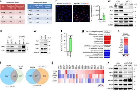 Regulation Of Keratinocyte Differentiation By Tead And Klf A Selected