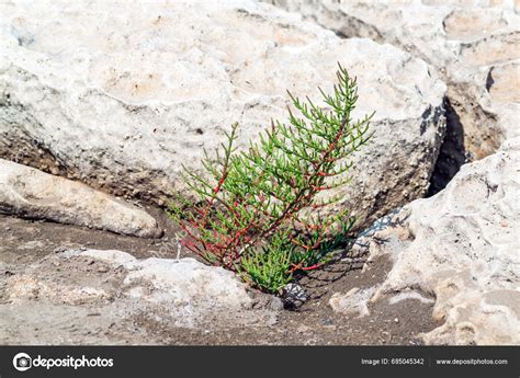 Salicornia Edible Plant Grow Salt Marshes Beaches Stock Photo by ©Armastus 685045342