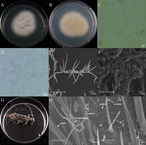 Frontiers Discovery Of Entomopathogenic Fungi Across Geographical