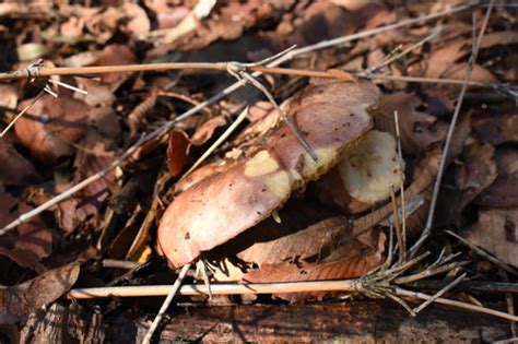 Russula Major Naturalista Mexico