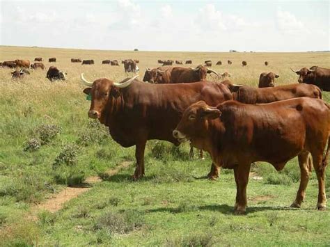 Our Animals Krapfontein