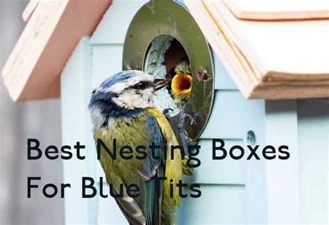 Best Nesting Box For Blue Tits Garden Bird Feeder