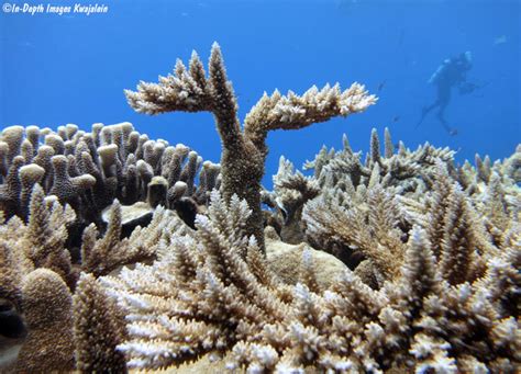 Acropora Sp Kwajalein Marshall Islands