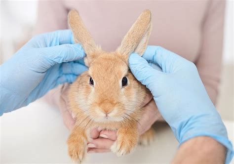 como cortar las uñas a un conejo RevistaBoletinBiologica ar