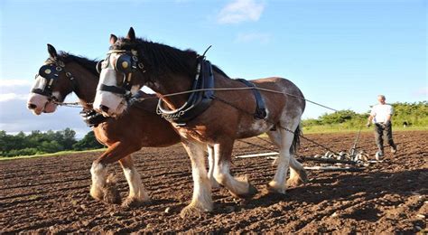 Muckross Traditional Farms - Killarney