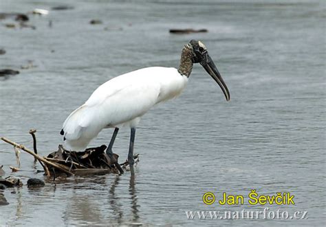 Storch Bilder, Storch Fotos | NaturFoto