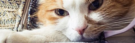 Cat Bloody Nose In One Nostril