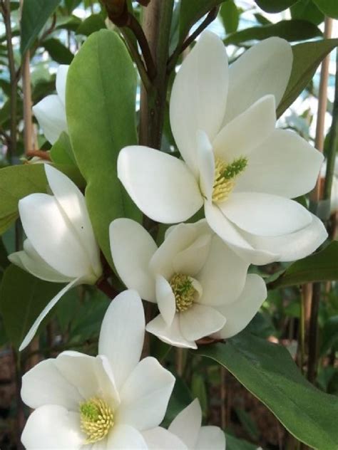 Oderings Shrub Magnolia Fairy White