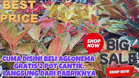 Cuma Disini Beli Aglaonema Gratis Pot Cantik Langsung Dari Pabrik Nya