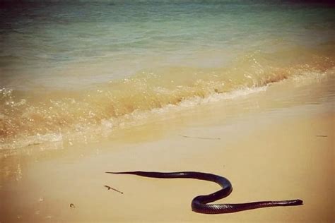 Red Bellied Black Snake Found Near The Water At Popular Nsw North Coast