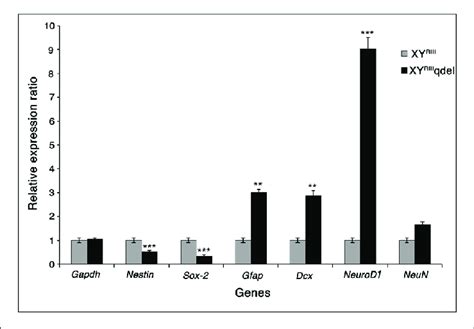 The Mrna Expression Level Of Neurogenesis Markers This Figure Shows Download Scientific