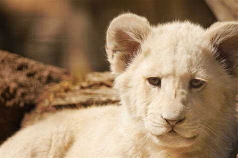 WATCH: Rare White Lion Cub Goes For a Stroll With Family, IFS Officer ...