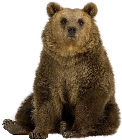 Kodiak Brown Bear Transparent Image Png Play