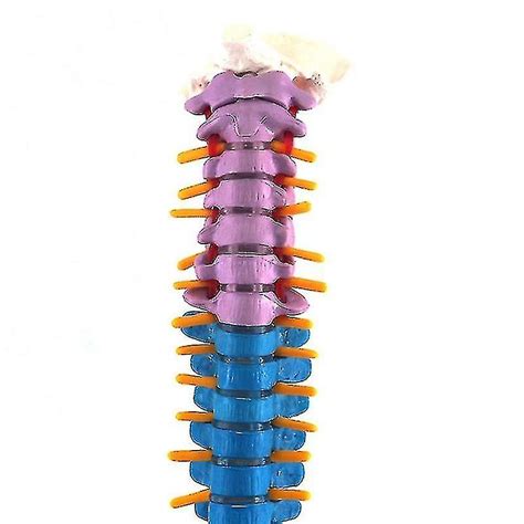 45cm Con Anatomía Anatómica Humana Pélvica Columna Vertebral Columna