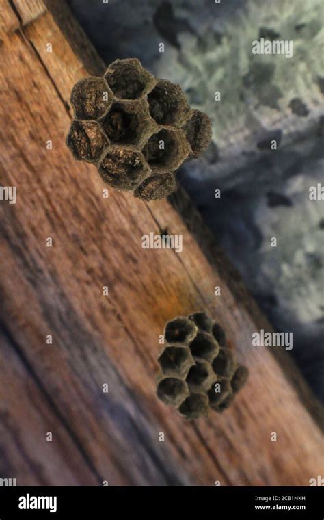 Old Wasp Nest Hi Res Stock Photography And Images Alamy