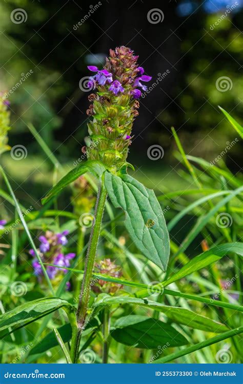 Purple Wild Flowers Of Prunella Vulgaris Utsubogusa In Japanese Stock