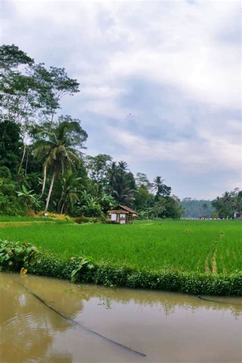 Pemandangan Sawah Di Kampung Yang Damai, Suasana Pedesaan Tasikmalaya ...