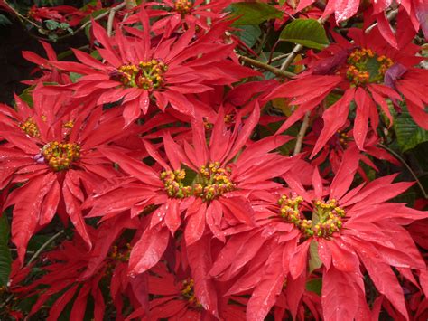 Peruvian Wild Poinsettia Planting Guide