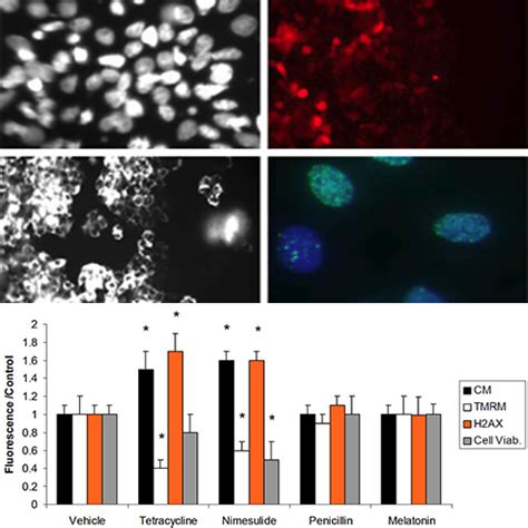 Hepatotoxicity Assay Innoprot Organ Specific Toxicity Assays