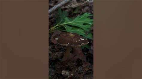 The Deer Mushroom Pluteus Cervinus Youtube