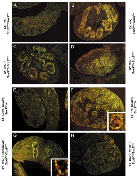 Functional Analysis Of Sox8 And Sox9 During Sex Determination In The